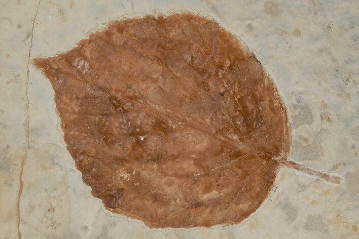 Fossil Leaf (Davidia) - Montana #215523